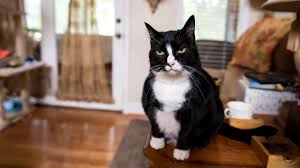 My Cat Just Said Feed Me Woman Out Loud Is This Normal In 2020 Cats Cat Mom Cat Lovers