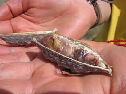 Image result for Catophractes alexandri