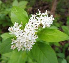 Image result for Asclepias aurea