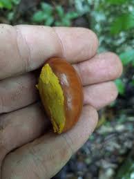 Image result for Pouteria pseudoracemosa