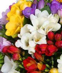 Freesias Fresias Flores Tocados De Novia