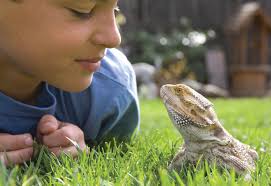 All About Pets_Holiday_12.20.2024 by Brentwood Press &amp; Publishing