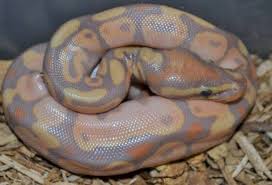 Spotnose ball pythons for sale in the united states. Baby Banana Calico Ball Pythons For Sale