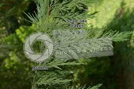 Image result for Calocedrus decurrens