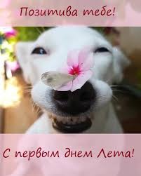 Выбирайте картинки и поздравляйте с первым днём лета близких и родных вам людей. Krasivye Kartinki S Pervym Dnem Leta 47 Foto Razvlekatelnye Kartinki