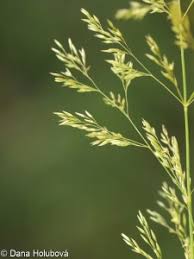 Image result for Agrostis isopholis