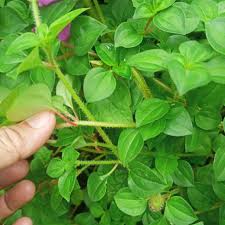 Image result for Heterotis rotundifolia