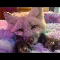 Rescue Mission: Save the Fox Family