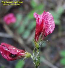 Image result for Tephrosia polystachya