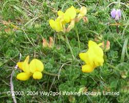 Pocket guide to wildflower families #229143. Wild Flowers We Have Found Walking The Coast In Cornwall Devon