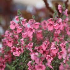 Image result for Diascia