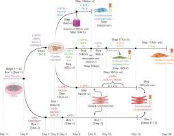 Recently, we made the difficult decision not to renew our lease, . Generation Functional Analysis And Applications Of Isogenic Three Dimensional Self Aggregating Cardiac Microtissues From Human Pluripotent Stem Cells Nature Protocols