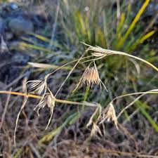 Image result for Themeda triandra