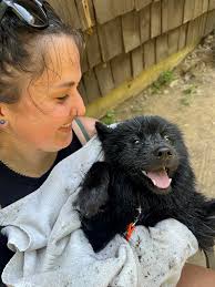 Kai dreams to be a biker dog! 😎