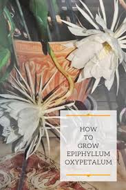 Get tips for growing epiphyllum orchid cactus indoors, plus how to repot orchid cactus stems are broad and flat with serrated edges. Epiphyllum Oxypetalum Care Secrets Of Queen Of The Night