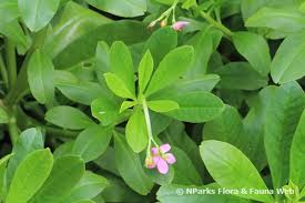 Image result for Talinum fruticosum