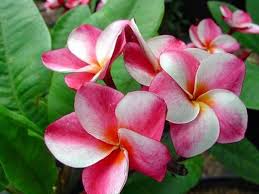 Pin On Indoor Gardening