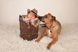 The back right cow put his own backwards. Orange County Newborn Photographer Irvine Baby Photographer