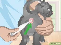 4 Ways To Check A Cat For Fever Wikihow