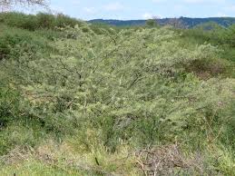 Image result for Acacia borleae