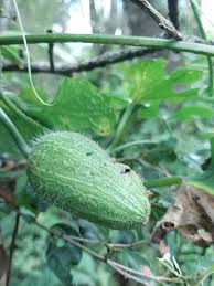 Image result for Peponium