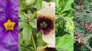 Weitere informationen finden sie hier: Botanischer Sondergarten Wandsbek Hamburg De