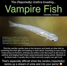 Image result for Vandellia