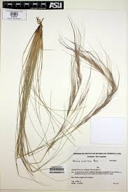 Image result for Aristida bipartita