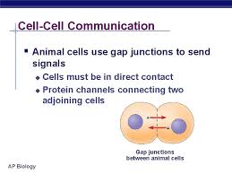 Check spelling or type a new query. Cell Communication Ap Biology The Cellular Internet Biologists