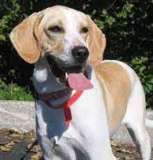 Adopt Abby On Petfinder Labrador Retriever Puppies Puppy Cartoon Cutee Animals