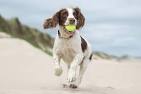 French Spaniel - Breeders, Facts, Pictures, Puppies ...