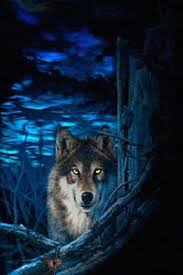 Brown and black wolf digital wallpaper, artwork, planet, space. Lone Wolf Wallpaper Fur Android Live Wolf Wallpaper Kostenlos 307x461 Wallpapertip