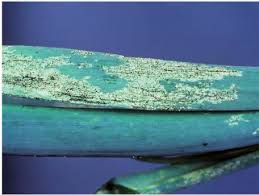 Image result for Onion Thrips