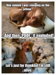 Sure It Did Cute Animal Memes Funny Animals Funny Dog Memes
