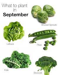 Our free planting guide calculates the best dates for sowing seeds indoors and outdoors, and for transplanting seedlings to the garden—all customized to your location. What To Plant In September Blog Con Queso Winter Vegetables Gardening Fall Garden Vegetables Growing Winter Vegetables