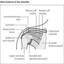For that reason, and because of the dexterity of the shoulder joint itself, the musculature of the shoulder is complex, ranging from massive prime mover. Shoulder Pain Causes Symptoms Treatments