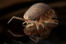 Manage all your bills, get payment due date reminders. Bug Off Pest Control East Valley Greater Phoenix Arizona