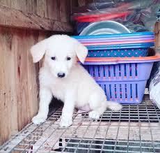 We did not find results for: White German Shepherd Puppy German Shepherd Dog Dogs Puppie Price In Bwari Nigeria Olist