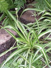 Image result for Chlorophytum pauper