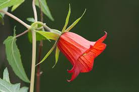Image result for Canarina