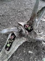 Wurzel Mit Sukkulenten Garten Wohnen Und Garten Garten Deko