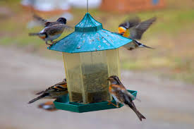 The tray allows for ground feeding birds or larger birds such as doves, jays and cardinals to feed more comfortably from a hopper feeder. 12 Best Bird Feeder Poles In 2021 Yes It Matters World Birds