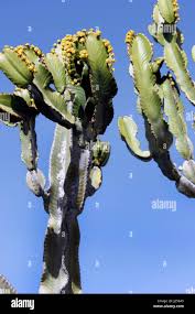 Image result for Euphorbia candelabrum