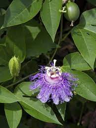 Passionflower And Fruit Passion Fruit Flower Passion Fruit Plant Passion Vine
