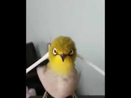 Ritas Etiket Kus Kendinden Gecti Bird Massage White Eyes