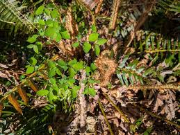 Image result for Fagopyrum snowdenii