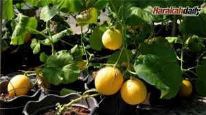 Merupakan salah satu jenis rock melon yang sering kamu jumpai di pasar ataupun. Rock Melon Tuaran Popular Jana Hasil Lumayan