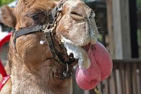 Make a hole for hanging by dipping the end of a drinking straw in flour and using the straw to cut a tiny circle 1/4. Trying To Impress A Girl Try Foaming At The Mouth And Urination The Varied Wren
