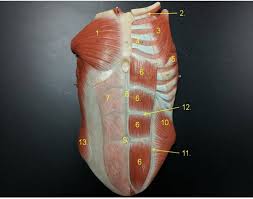 Muscle relaxant displaying 17 questions associated with muscle relaxer. Abdominal Muscle Labeling Quiz