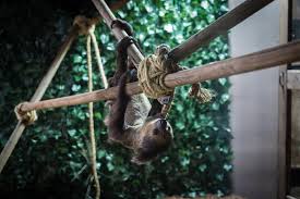 Hochatown petting zoo, broken bow, oklahoma. Seaquest Pulled Sloth Swap After Original Died Say Activists